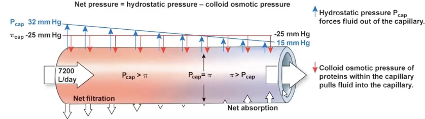 <p>decreased plasma vol = decreased capillary BP</p><ul><li><p>decrease in outward pressure = decrease ultrafiltration, increase reabsorption → fluid entering plasma</p></li></ul><p></p>