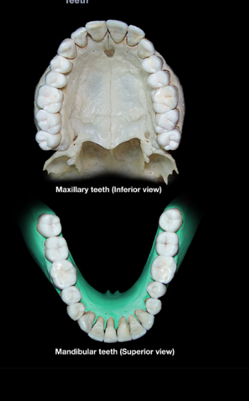 knowt flashcard image