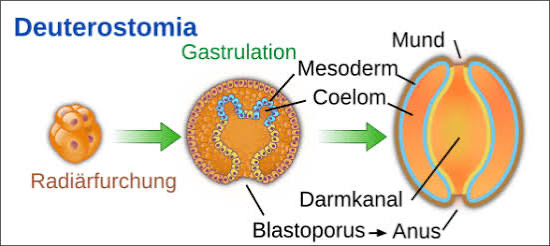 <p>enterocoelous body cavity</p>