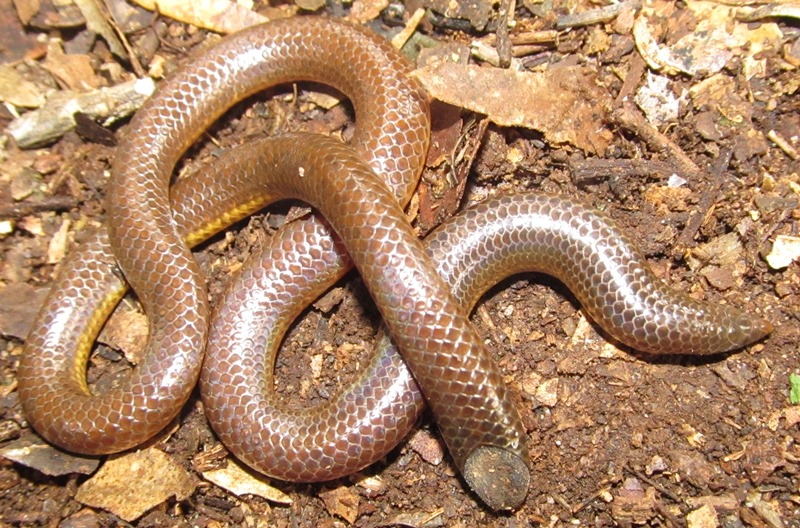<p>Alethinophidia, Uropeltidae<br>Shield-tailed snake<br>- modified tail (shield)<br>~50 species </p>