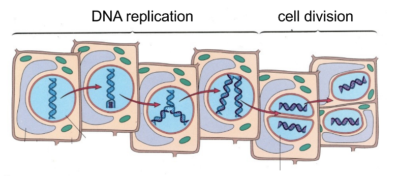 <p>DNA → RNA → proteins</p><p>replication (of DNA), transcription (DNA ←→ RNA), translation (into protein)</p><ul><li><p>DNA replication allows genetic info to be transmitted from parent cell to daughter cells</p></li></ul><p>__</p><p>genes are encoded in <u>DNA</u></p>