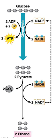 <ul><li><p>Yeasts and some bacteria reduce pyruvate to ethanol and CO2 while oxidizing NADH to NAD+</p></li><li><p>Examples:</p><ul><li><p>Ethanol used in alcoholic beverages (brewing, winemaking) since CO2 causes the the bubbles</p></li><li><p>CO2 causes bread dough to rise</p></li></ul></li></ul><p></p>