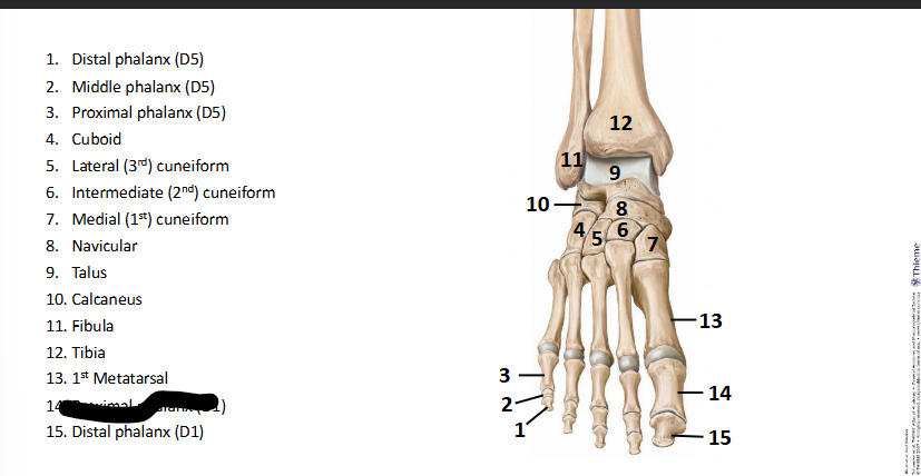 <p>What bone landmark of <strong>Foot?</strong></p>
