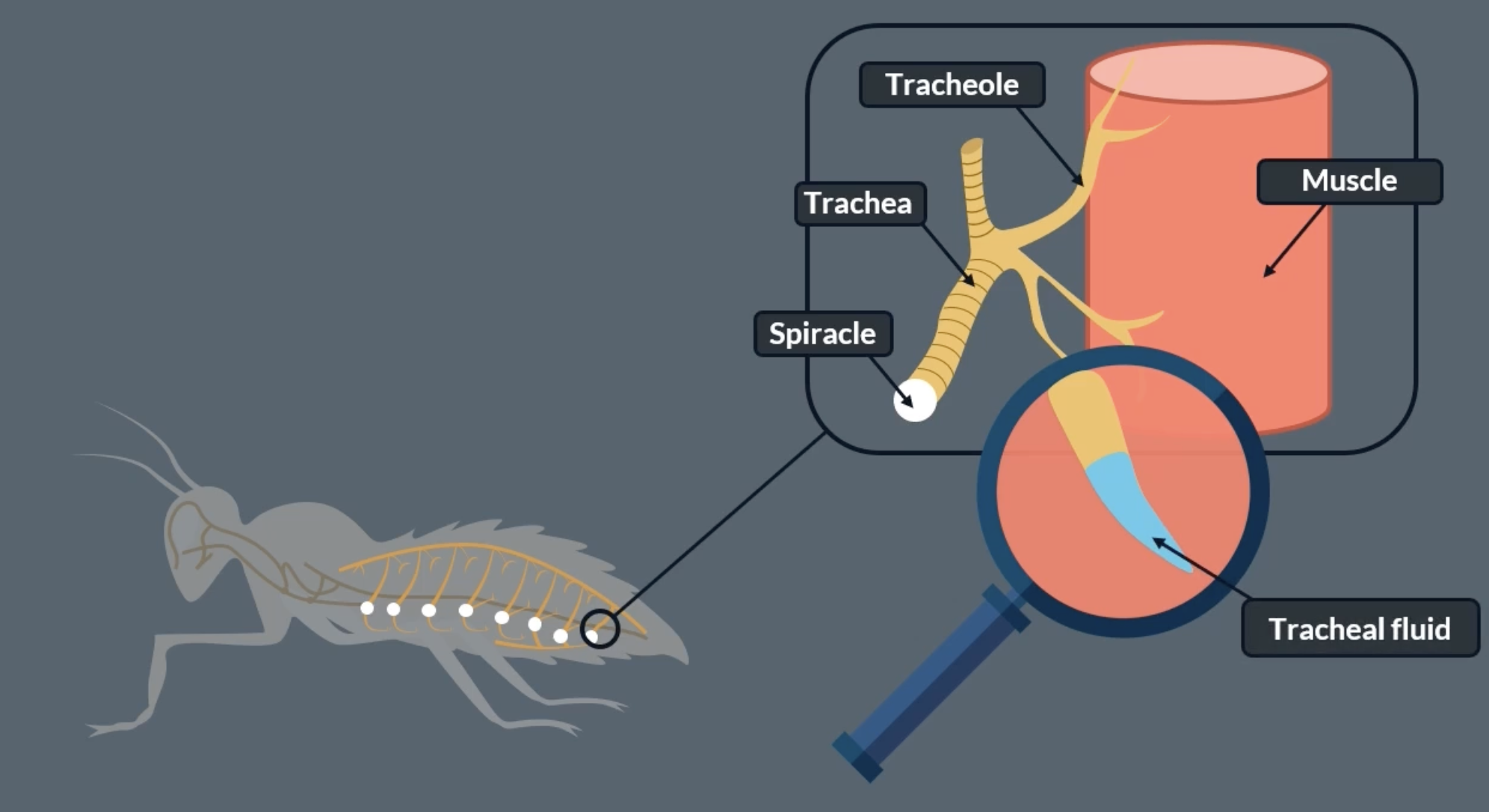 <p>the main site of gas exchange in insects = tracheal system</p><p>spiracles on insects side extend into tracheae which then branch into tracheoles which then extend into the insects muscle tissue. allows oxygen to enter</p><p>spiracles allow air to flow in and out of the insect</p><p>trachea and tracheoles are supported by spirals of chitin, which is a strong flexible substance which help prevent the tube form collapsing as the insect moves</p><p>tracheae is the plural of trachea</p><p>have a waterproof waxy exoskeleton </p><p></p>