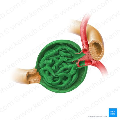 <p><span style="background-color: transparent;">A spherical structure that consists of a capillary network called the <strong>glomerulus </strong>surrounded by a fibrous capsule called the glomerular capsule (Bowman’s capsule)</span></p>