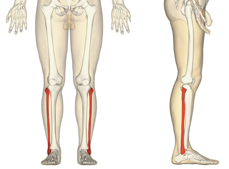 <p>Lateral side of the leg</p>