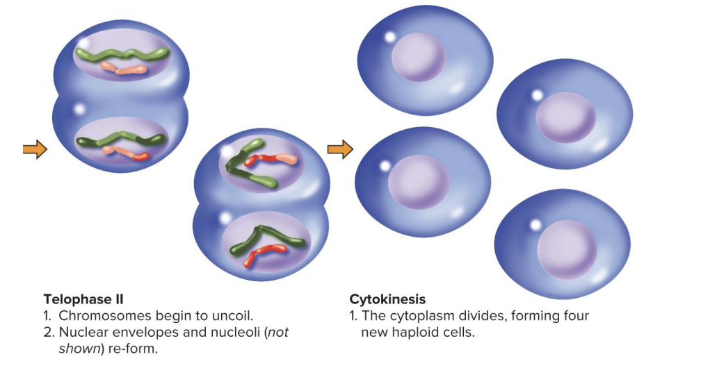 <p>At the last stage, cytokinesis forms four new haploid cells</p>