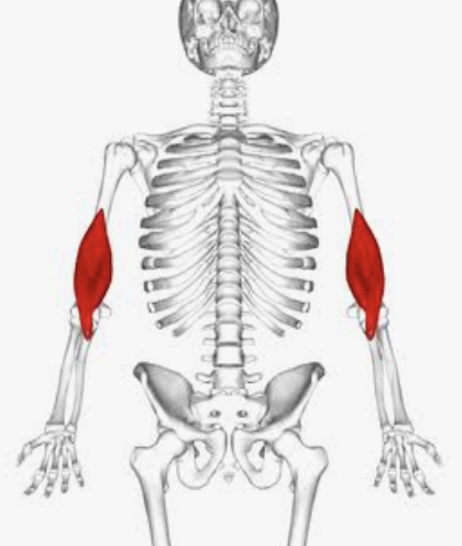 <p>Which muscle is this?</p>