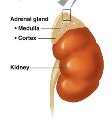 <p>Superior surface of kidneys</p>