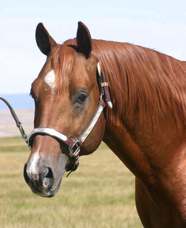 <p><span>white marking on the forehead, usually defined as between or above the eyes</span></p>