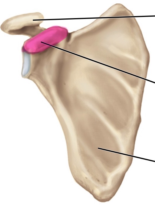 <p>anterior</p>