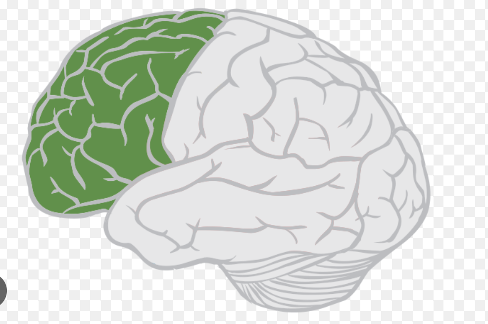 <p>controls high cognition </p><ul><li><p>thinking/problem solving</p></li><li><p>expressions</p></li><li><p>high motor skills</p></li></ul><p></p>