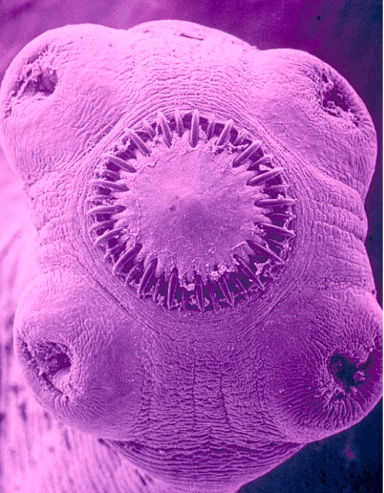 <p>What region of <em>Taenia</em> is this?</p>