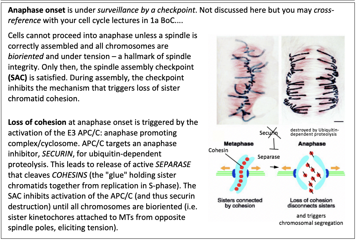 <p><strong>Activation of E3 APC/C</strong></p><ul><li><p>anaphase promoting complex/cyclosome</p></li></ul><p></p>
