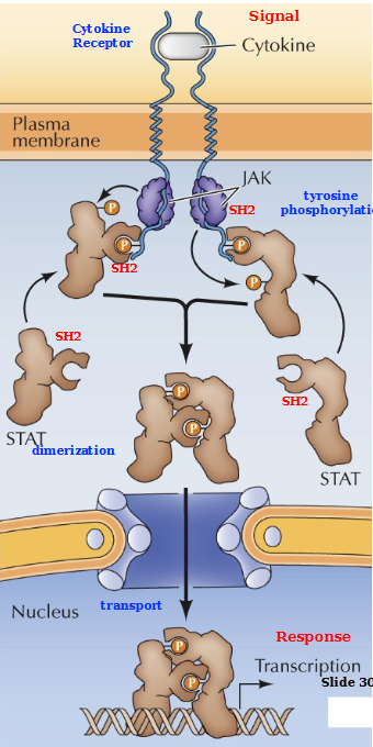 <p>Cytokine (signal) binds to the cytokine receptor. JAK (non-receptor tyrosine kinase) Cross phosphorylates and directly activates STAT proteins. These STAT proteins dimerize and are then transported across the membrane into the nucleus where they transcribe the gene to produce a response.</p>