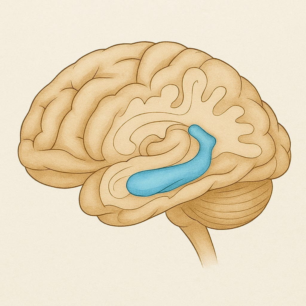 <p>Hippocampus</p>