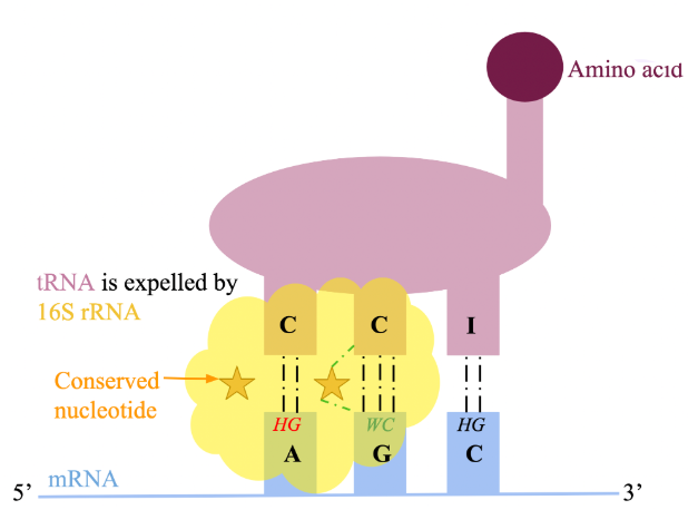 <p>difference in flexibility of 3rd position is dictated by 16S rRNA of the S subunit</p><p>features 3 conserved nucleotides that H-bond with position 1 and 2 of the codon, 2 and 3 of the anticodon</p><ul><li><p>correct H-bonding between these 3 can only occur if WC bp are formed</p></li></ul><p>image: correct WC bp at position 2 enables 16S rRNA to form H-bonds with both anticodon & codon, unlike at position 1. this prevents a conserved nucleotide from making the correct H-bonds, resulting in expulsion. position 3 is not subject to scrutiny</p>