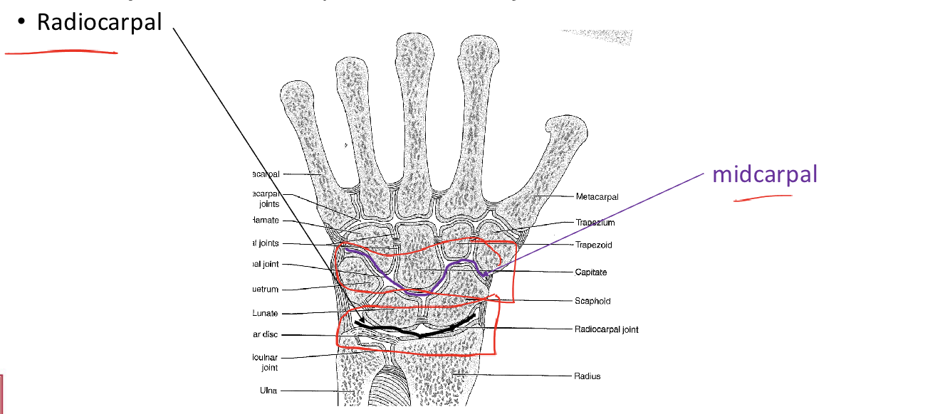 <ul><li><p><span>Radiocarpal</span></p></li><li><p><span>Midcarpal</span></p></li></ul><p></p>