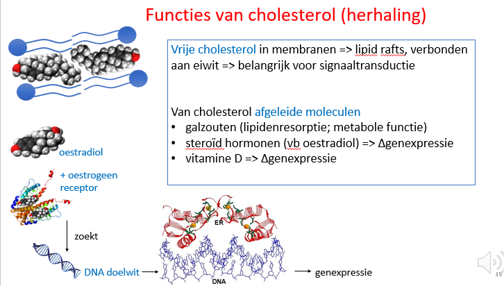 <p><span>Cholesterol:</span></p><p style="text-align: left;"></p><p style="text-align: left;"><span>Bepaalt mee fluïditeit van onze biologische membranen.</span></p><p style="text-align: left;"></p><p style="text-align: left;"><span>------</span></p><p style="text-align: left;"><span>Van cholesterol afgeleide moleculen:</span></p><p style="text-align: left;"></p><p style="text-align: left;"><span>Bv oestradiol moet binden aan de oestrogeen receptor, het complex zal dan samen binden aan bepaalde responsieve elementen in het DNAen er wordt een transcriptioneel programma uitgerol dat dan een zinnig antwoord is op veranderende interne / externe omstandigheden of veranderende biologische evolutie (bv puberteit en leeftijd zullen veranderingen teweeg brengen in de oestradiol spiegels en daarom ook veranderingen in het lichaam).</span></p><p style="text-align: left;"></p><p style="text-align: left;"><span>------</span></p><p style="text-align: left;"><span>vitD = soort vitamine / hormoon dat ook de genexpressie beïnvloedt</span></p>