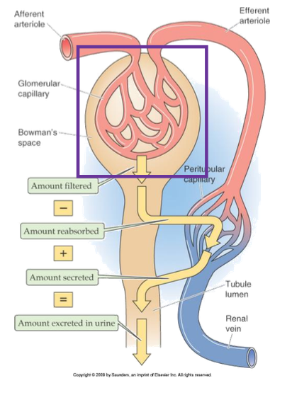 <p>Peritubular capillaries</p>