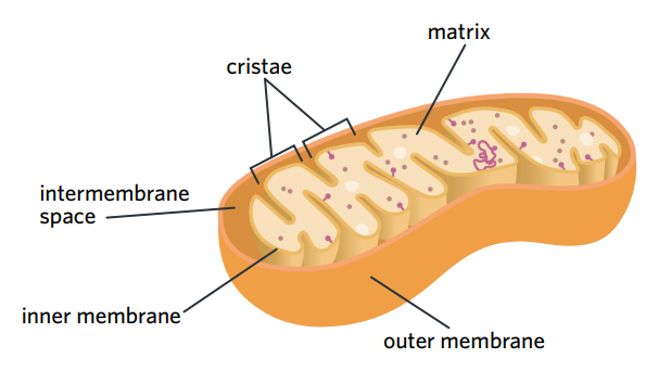 <ul><li><p>the mitochondria is crucial to aerobic respiration as it is the site of the 2nd (krebs cycle) and 3rd (ETC) stages</p></li></ul><p>structure</p><ul><li><p>intermembrane space - the narrow, small space between the inner and outer membrane</p></li><li><p>inner mitochondrial membrane - membrane made of phospholipid bilayer which is the site of ETC.</p></li><li><p>cristae - the inner membrane folds into peaks and ridges called cristae</p></li><li><p>mitochondrial matrix - the space inside the inner membrane, filled with a dense fluid containing many enzymes and solutes. site of krebs cycle.</p></li><li><p>contains it’s own genome of DNA</p></li></ul><p></p>