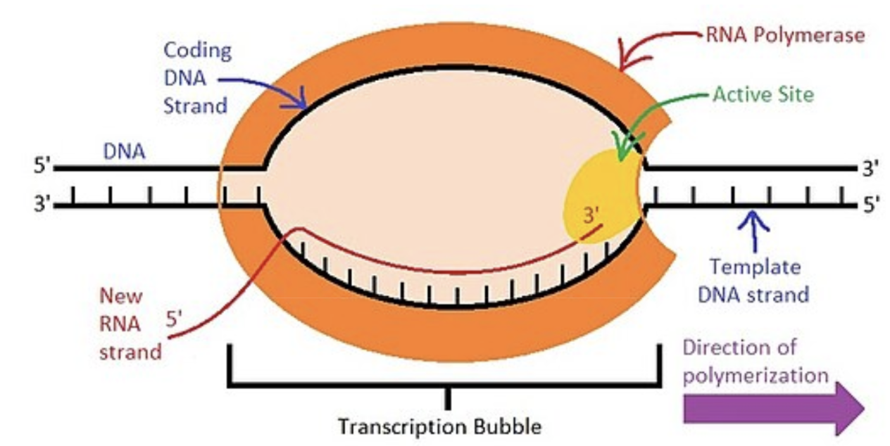 <p><span style="background-color: transparent; font-family: "Cormorant Garamond", serif;"><strong>RNA polymeras </strong>öppnar upp dubbelhelixen och kommer tillsammans med <strong>transkriptionsfaktorer </strong>fästa sig på DNA-molekylen</span></p><p><span style="background-color: transparent; font-family: "Cormorant Garamond", serif;">Då börjar <strong>RNA polymeras</strong> läsa av kvävebaserna hos DNA och para kvävebaserna med fria <strong>mRNA</strong> nukleotider (AUGC) som byggs ihop till en <strong>mRNA sträng</strong> (denna mRNA sträng blir <strong>komplementär </strong>till DNA:t)</span></p><p><span style="background-color: transparent; font-family: "Cormorant Garamond", serif;">När (pre-)mRNA:t är byggt kommer den genomgå <strong>splitsning </strong>av <strong>intronerna</strong>(dock inte skräp DNA!) och blir ett färdigt/moget mRNA.&nbsp;</span></p><p><span style="background-color: transparent; font-family: "Cormorant Garamond", serif;">sedan åker mRNA strängen ut ur cellkärnan</span></p>