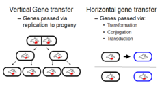 <p>new species evolve from pre-existing ones by the accumulation of mutations, vertical descent with mutation involves transfer of genetic information from parents to offspring</p>