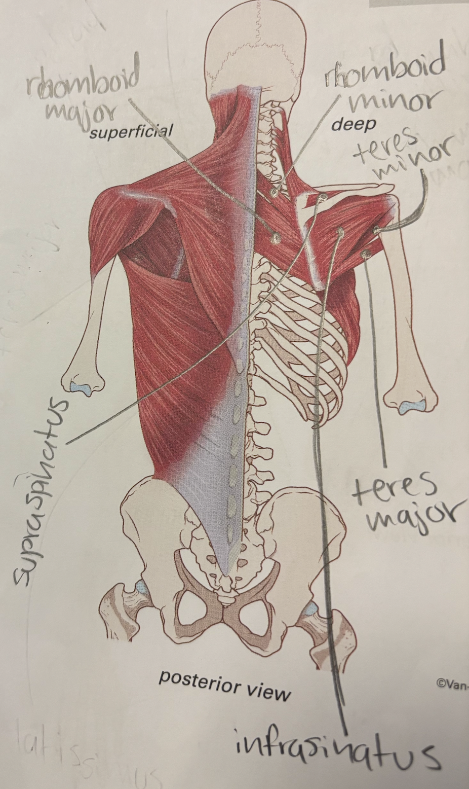 <p>rhomboid major</p>