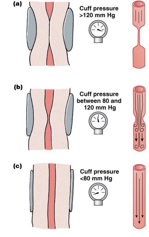 <p>the point at which you hear “quiet flow” is <strong>diastolic pressure</strong></p>