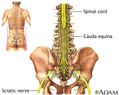 <p><span>Below L1, in lumbar cistern</span></p><p><span>Motor, sensory, and parasympathetic innervation to lower limbs, pelvis, and perineum</span></p>