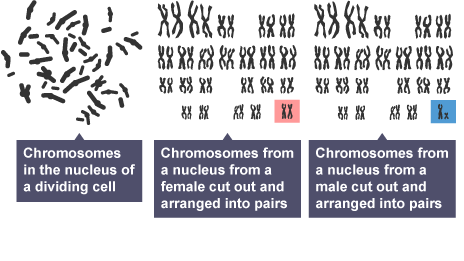 <p>shows full set of chromosomes in individual</p>