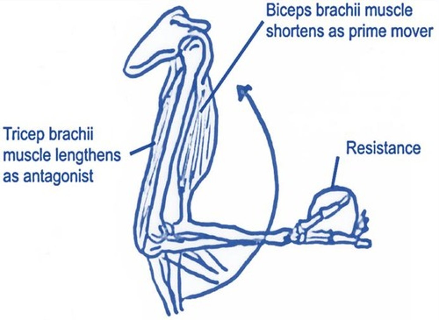 <p>They oppose the action of the prime mover and relax to allow movement.</p>