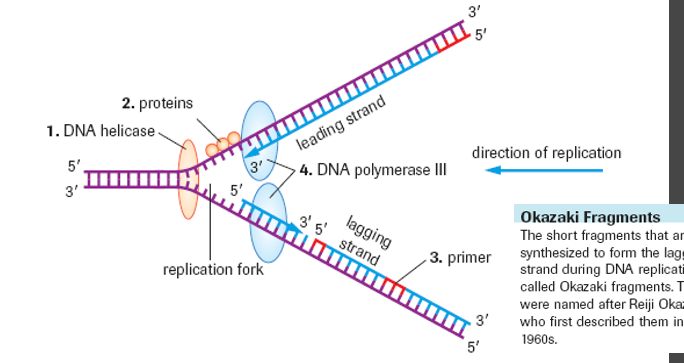<ol><li><p>Helicase<strong> unwinds/unzips</strong> DNA</p></li><li><p>Binding proteins keeps DNA unzipped</p></li><li><p>Primase adds<strong> RNA primers</strong></p></li><li><p>Polymerase III adds <strong>bases </strong>in<strong> 5’ to 3’</strong> direction starting at primer</p></li></ol><ul><li><p><strong>leading </strong>strand → continuously <strong>towards </strong>replication <strong>fork</strong></p></li><li><p><strong>lagging </strong>strand → Okazaki fragments <strong>away </strong>from replication <strong>fork</strong></p></li></ul><ol start="5"><li><p>Polymerase I<strong> removes RNA primer </strong>and replaces with<strong> DNA nucleotides</strong></p></li><li><p>Ligase <strong>glues </strong>new <strong>DNA</strong></p></li><li><p>Polymerase III <strong>fixes mistakes</strong></p></li></ol><p></p>