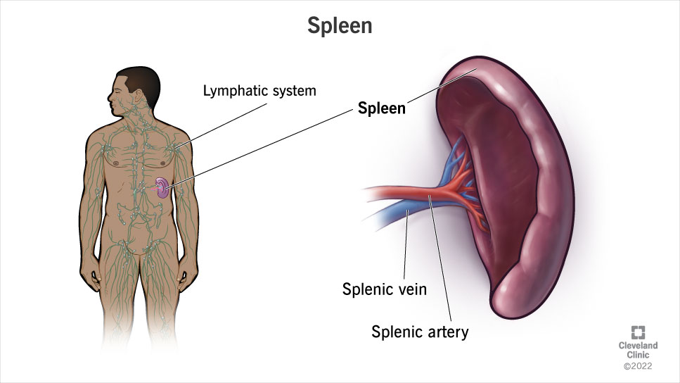 <p>Spleen stores ____ and holds ____ + ____.</p>