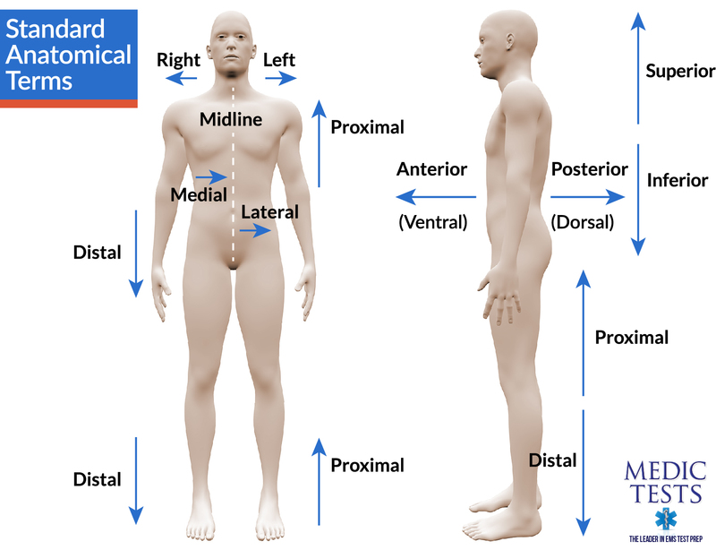 <p>anterior plane</p>
