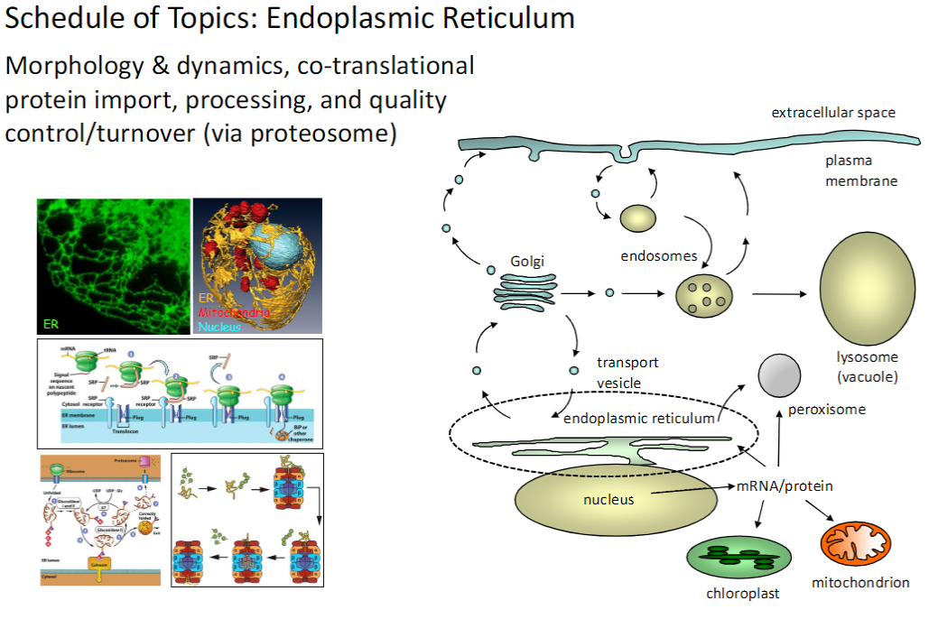<p><strong>Morphology &amp; Dynamics</strong><br> Structure and <strong>organization</strong> of organelles involved in <strong>protein synthesis and trafficking</strong></p><p><strong>Co-Translational Protein Import</strong><br> Proteins are <strong>imported into organelles</strong> while being <strong>synthesized</strong></p><p><strong>Processing</strong><br> Proteins undergo <strong>folding, modification, and sorting</strong></p><p><strong>Quality Control / Turnover</strong><br> Misfolded or damaged proteins are degraded by the <strong>proteasome</strong></p><p><strong>Key Point</strong><br> Cells maintain <strong>protein function</strong> through <strong>co-translational import, processing, and proteasome-mediated turnover</strong></p>