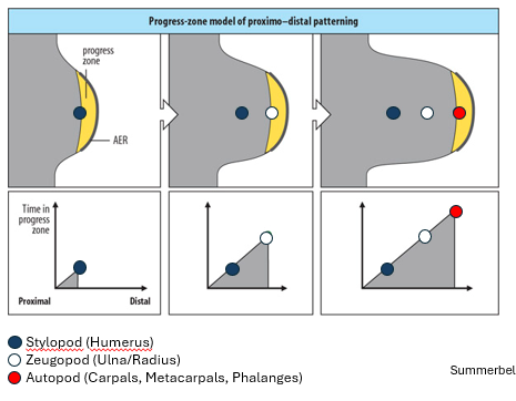 <p>progress zone model is time dependent - the undifferentiated proliferating cells in the progress zone within the AER are progressively patterned, cells spending the longest time in the zone form the most distal structures ie autopod</p>