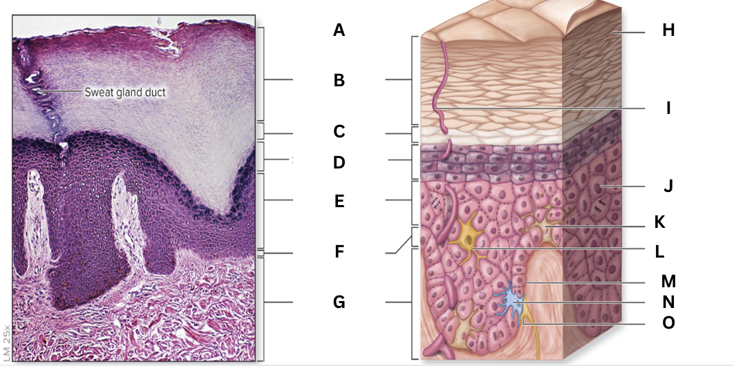 <p>B</p>