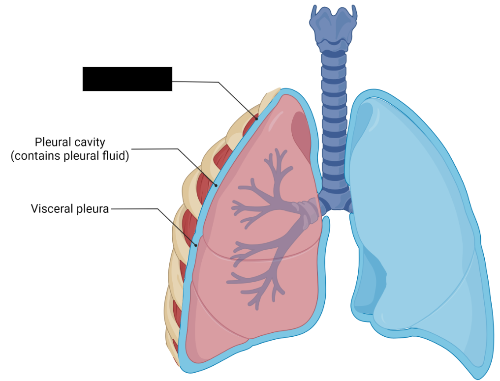 <p><span style="background-color: transparent;">Serous membrane that lines the interior of the thoracic wall of the lungs.</span></p>