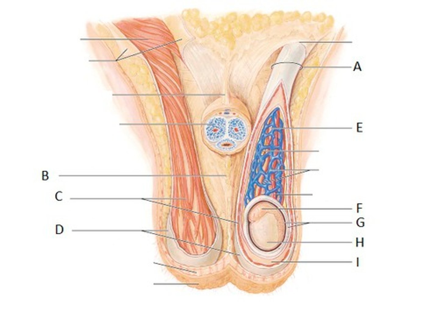 <p>(C, D) the 2 muscles that help to elevate or lower scrotum and testes to ensure sperm survival</p>