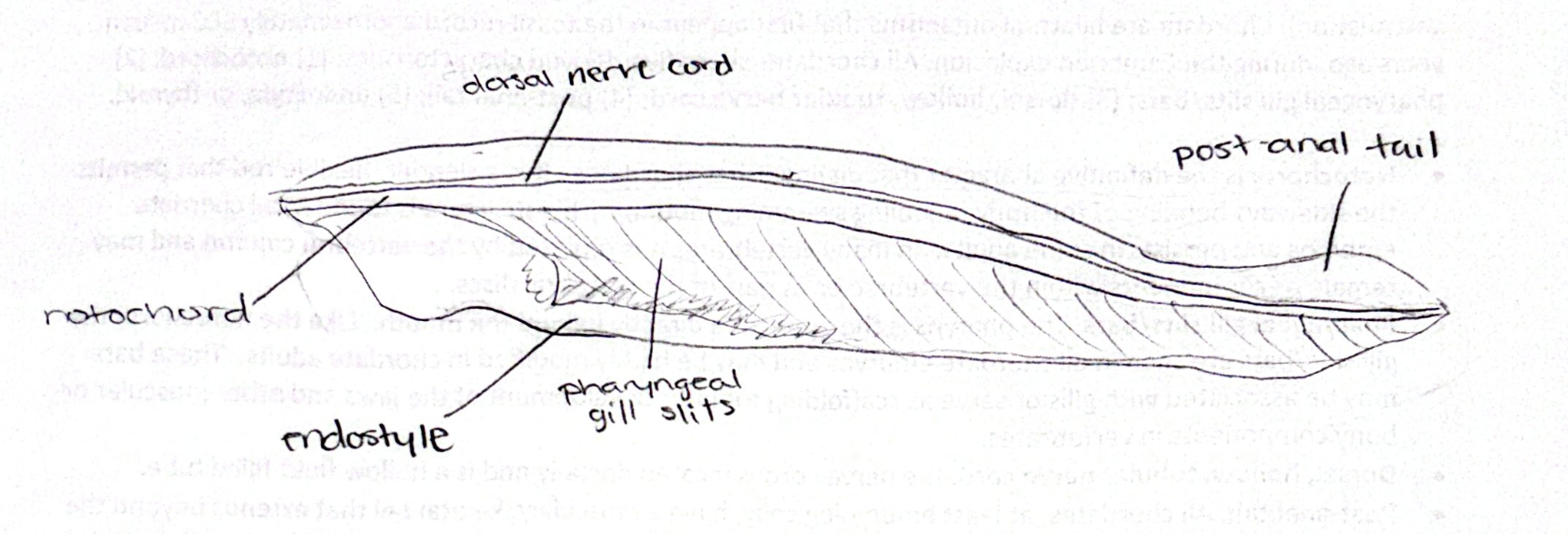 <img src="https://assets.knowt.com/user-attachments/84bc9426-47ca-49d9-a65a-4a43377234cf.jpg" data-width="100%" data-align="center"><p></p>