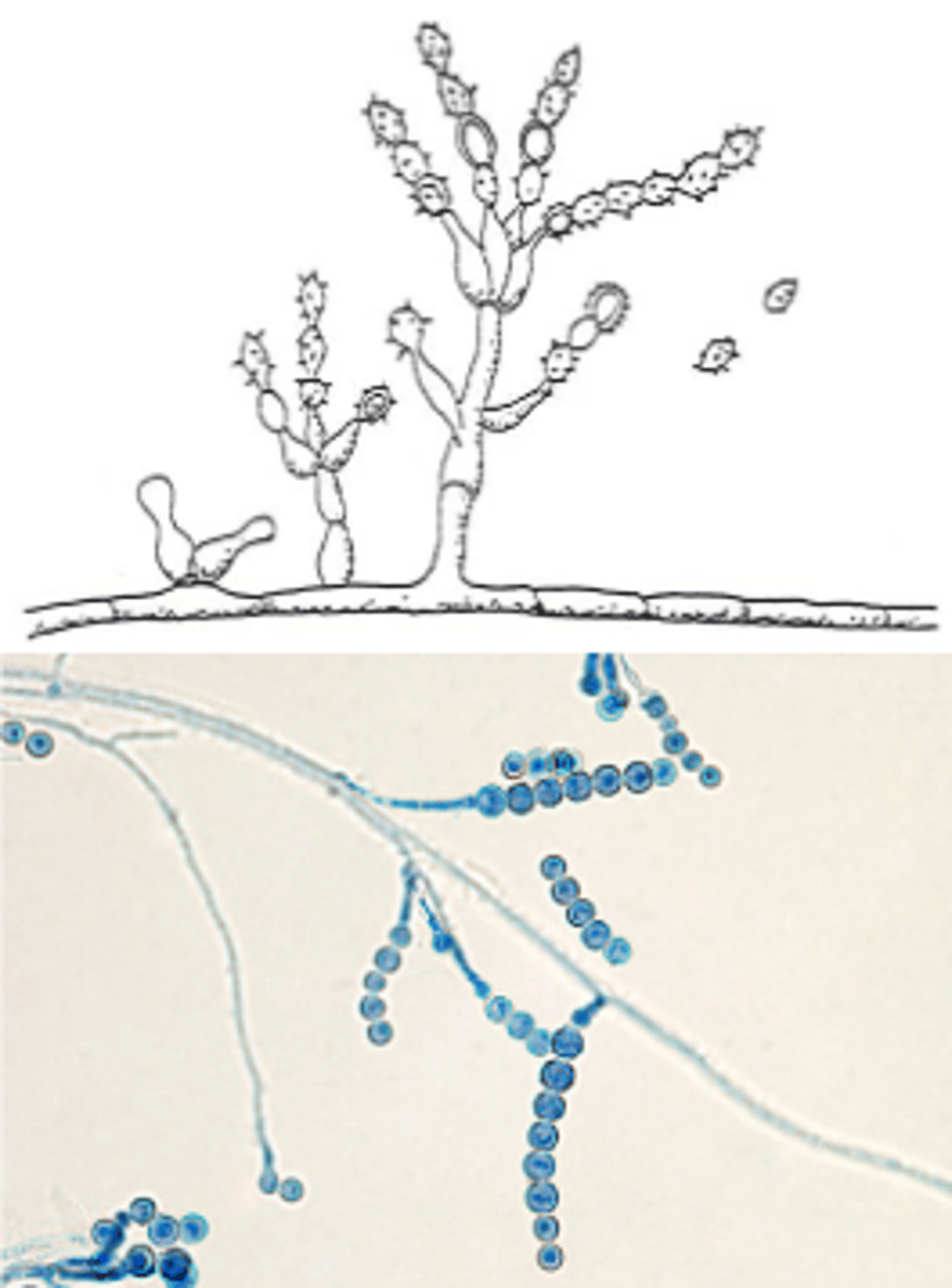 <p>Can be in chains, clusters, or on branches</p>