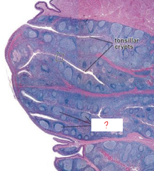<p>Identify this structures (white box)</p>