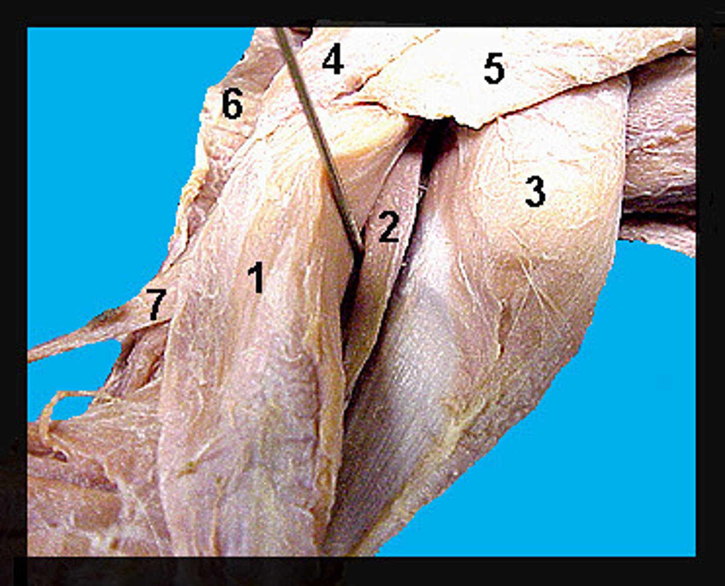 <p>{#2}</p>