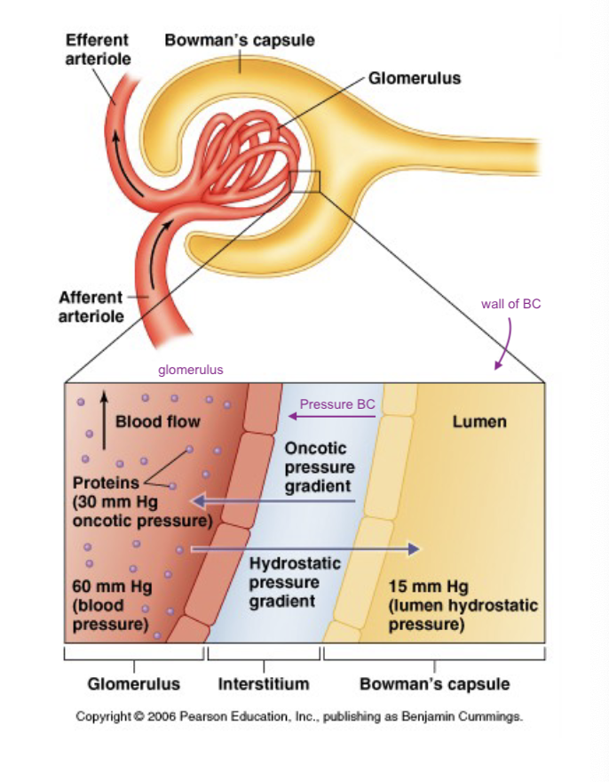 <ul><li><p>must filter fluid before modifying</p></li><li><p>glomerular filtration rate</p><ul><li><p>affected by pressures</p></li><li><p>affected by surface area available</p></li><li><p>adjust urine using reabsorption (nephron to blood) and secretion (blood to nephron)</p></li></ul></li></ul><p></p>