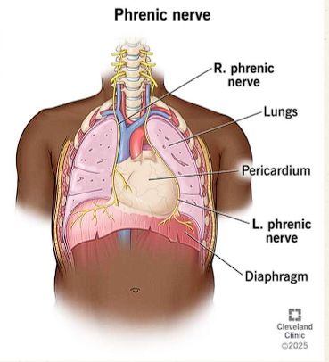 <ul><li><p>Ventral Rami/ C3-C5 (C5 keeps diaphragm alive)</p></li><li><p>Anterior root of lung → along pericardium</p></li><li><p><span style="color: red;">Motor innervation: </span>diaphragm</p></li><li><p><span style="color: red;">Sensory innervation</span>: diaphragm, pleura, pericardium, inferior vena cava, and peritoneum</p></li></ul><p></p>