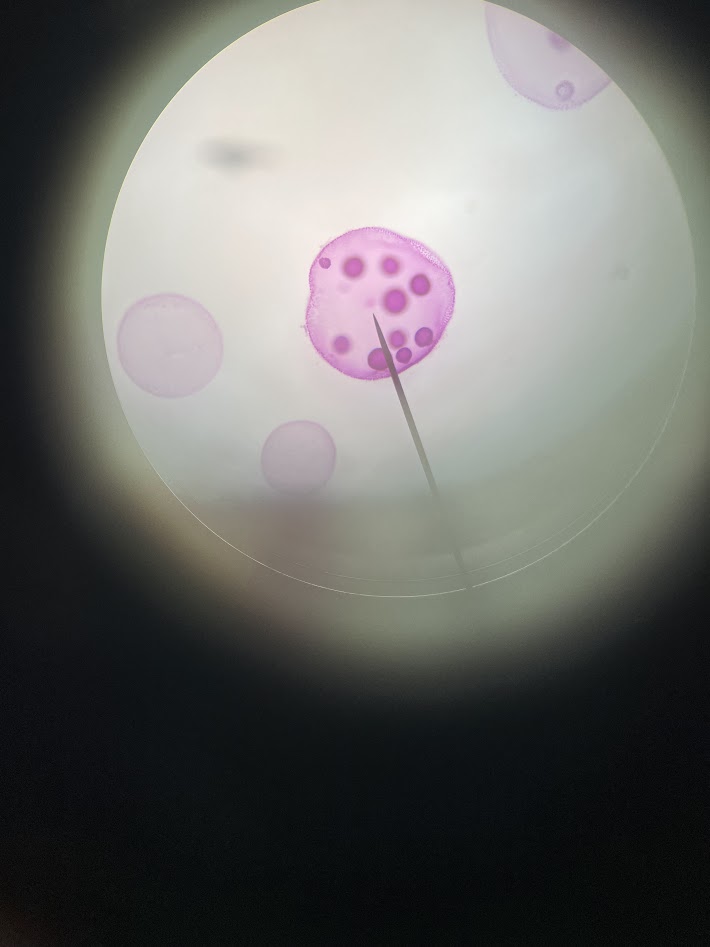 <ol><li><p>what is the phylum?</p></li><li><p>is it a single organism or a colony?</p></li></ol><p></p>