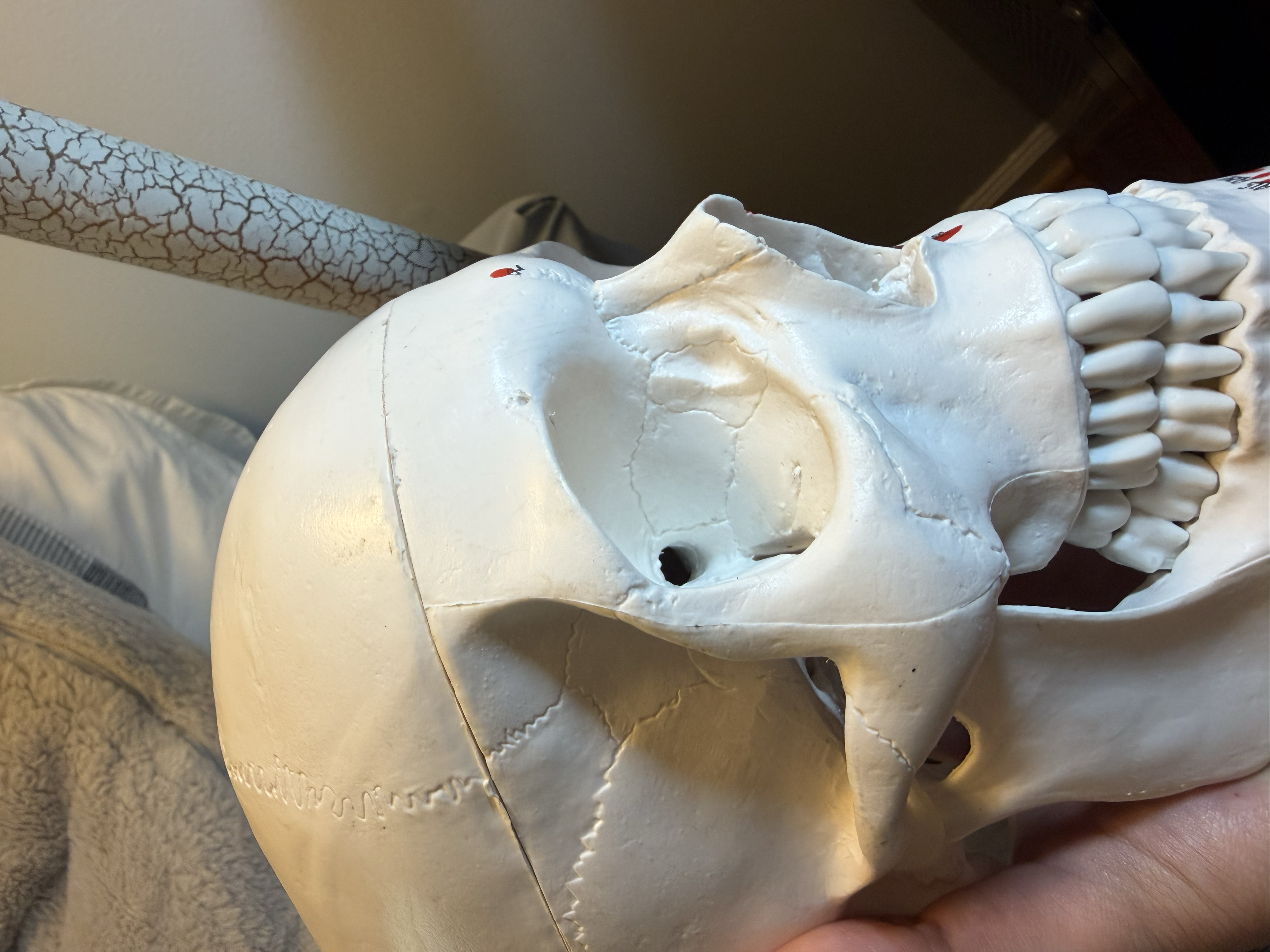 <p>Point to the Lacrimal Fossa </p>