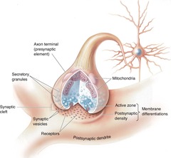 <p>To release neurotransmitters into the synaptic cleft.</p>