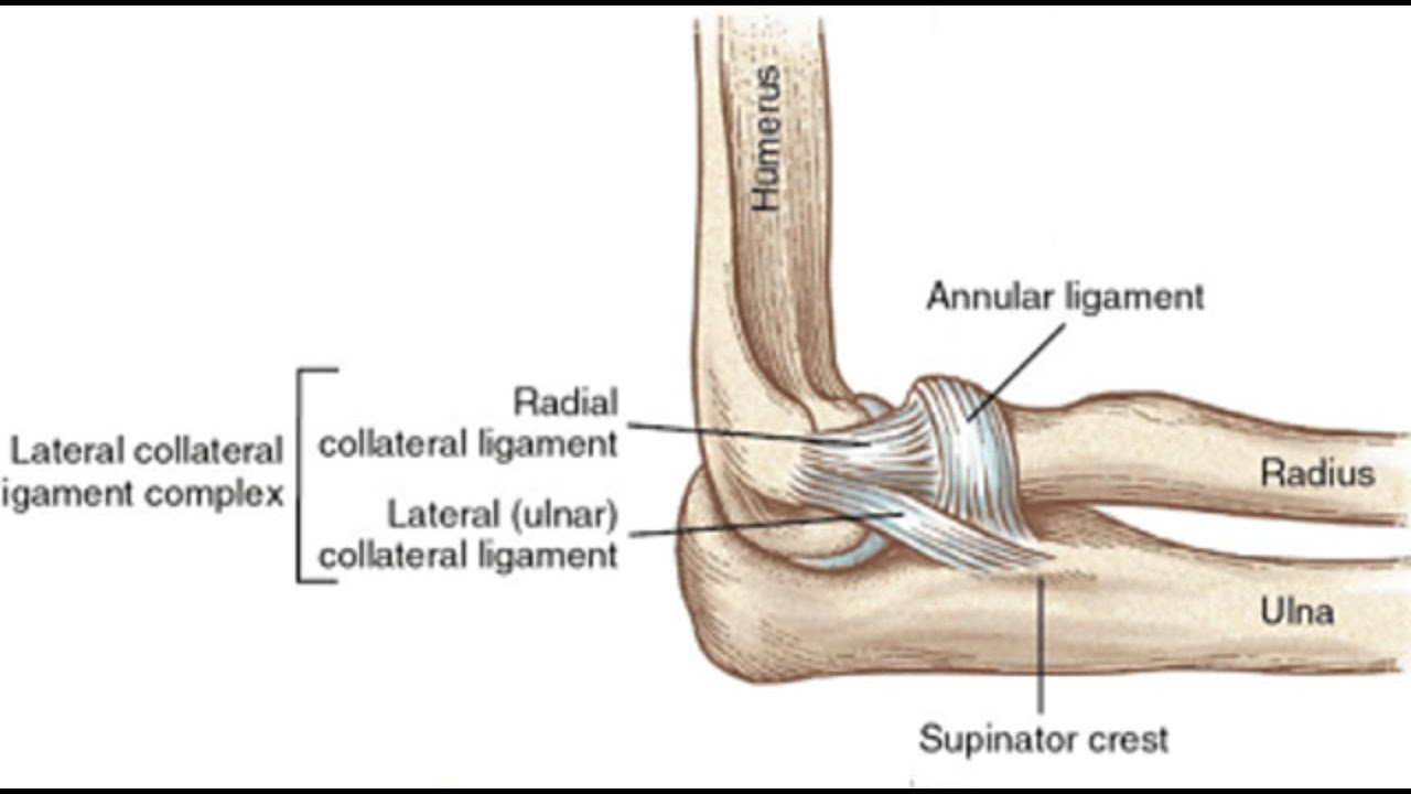 <p>Attachments</p><ul><li><p><span style="background-color: transparent; font-family: "Times New Roman", serif;">RCL: lateral epicondyle -> radial notch of ulna via annular ligament (radial head)</span></p></li></ul><ul><li><p><span style="background-color: transparent; font-family: "Times New Roman", serif;">LuCL: lateral epicondyle -> supinator crest of ulna</span></p></li></ul><p>Features</p><ul><li><p>Triangular Band</p></li></ul><p>Functions</p><ul><li><p>Resists Varus</p></li></ul><p></p>